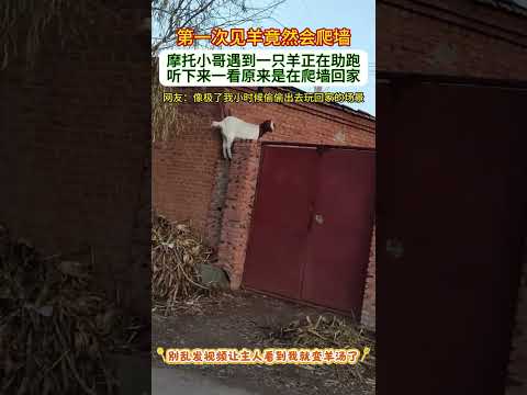 摩托小哥遇到一隻羊正在助跑 聽下來一看原來是在爬牆回家