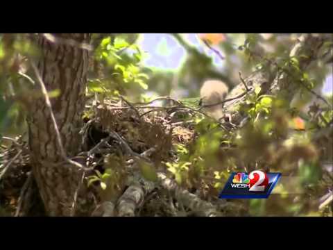 Port Orange Eagles Calendar