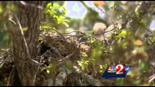 Hawks attacking people outside Port Orange library
