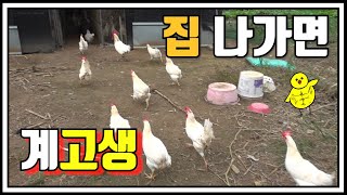 닭의 귀소본능 (집 찾아가는 닭)