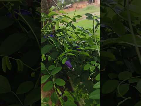 Aparajita Plant ☘️#trending #shorts #viral #AsheeshGarden