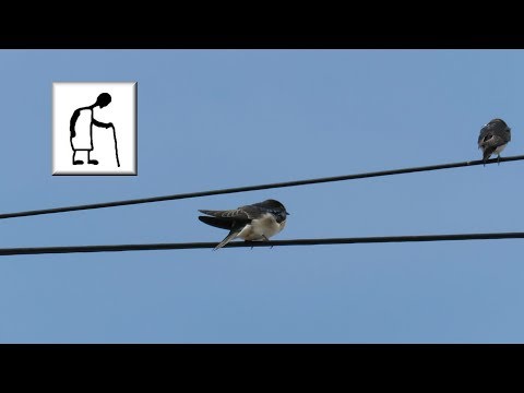 Swallows Part 3 180710