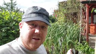 Dauerhaft klarer Teich ohne UVC. Das Update