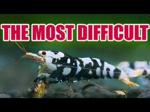 THE HARDEST SHRIMP FOR SELECTIVE BREEDING – BLACK FANCY TIGER