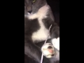 Tuxedo Gray Cat