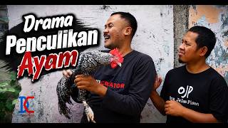 Download lagu Stealing Chicken Gets People Mobbed mp3