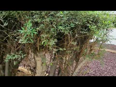 the gardens (GVA) 1 bedroom