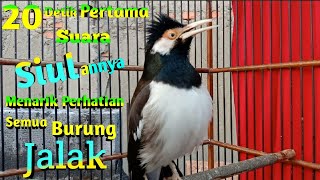Download lagu Suara Jalak Suren SIULannya Menarik Perhatian Burung Jalak Untuk Kembali Gacor Full Isian Variasi mp3