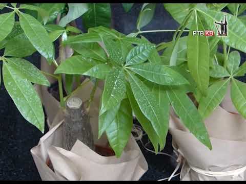 Prilog   RTVKV   PASIRA   biljka novca i srece