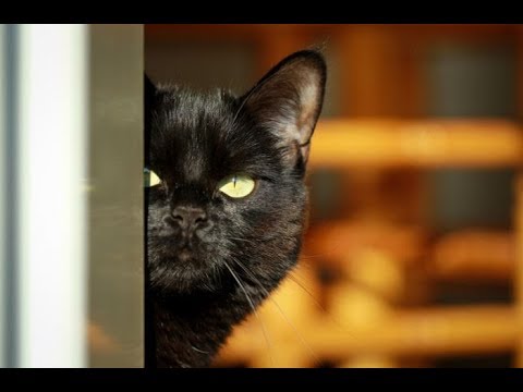 Народные приметы на 15 октября – День Устиньи и Куприяна