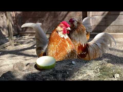 Sorgentier des Monats Mai 2023 - Hähne