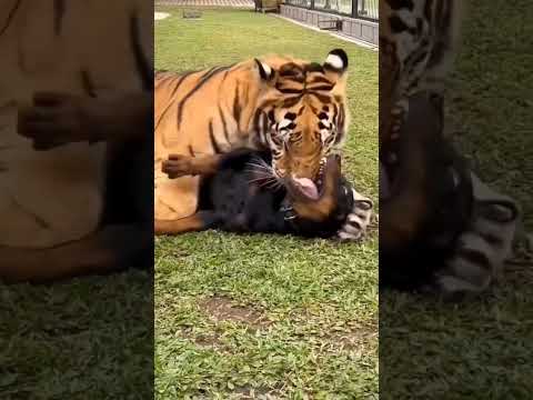 Tiger Attack on Rottweiler dog😡#shorts #fight #angry #viral #treading #attack