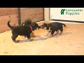 German Shepherd dogs for sale: Mandy - Video 1