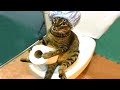 Dogs And Cats In Funny Situat Dogs And Cats In Funny Situat