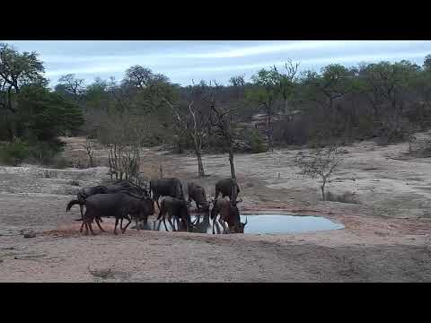 Djuma: Wildebeests - 15:15 - 10/18/19