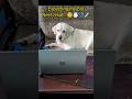 Neet 2025 Result Neet2025 Neet Dog Live Yt Pets Cute Trending
