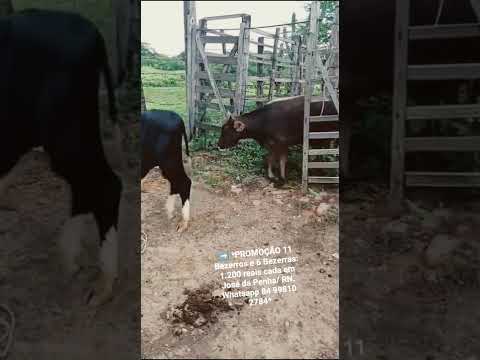 11 Bezerros e 6 Bezerras: 1.200 reais cada em José da Penha/ RN. Whatsapp 84 99810 2784*#gado