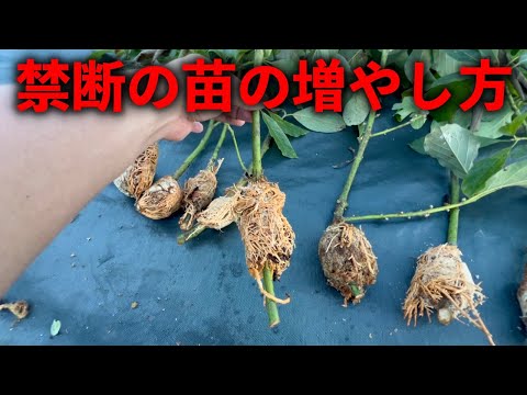 アボカドの木を地中で維持するにはどうすればよいですか?たくさんの実を収穫するための上手なお手入れの秘訣！  庭園