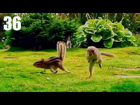 Cat TV: Chipmunks, Birds and Squirrels in a Beautiful Garden. Ep. 36