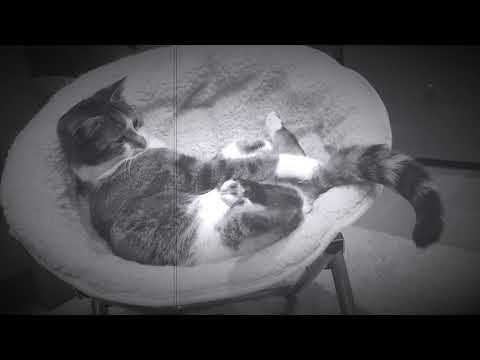 Cat vs. the tail (Manitoba - Dundas, Ontario)