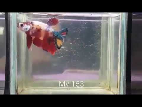 (MV-153)Galaxy Multicolour Plakat Male Betta