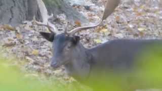 Röhrender Hirsch  Jürgen’s und Ursula’s Philosophische Bildwanderung Rhein-Nahe-Schleife