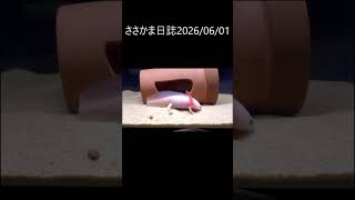ささかま日誌20260601 #ウーパールーパー