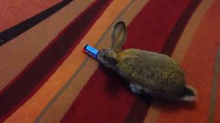 Bunny chasing a toy train, in memory of our lovely bunny Delilah