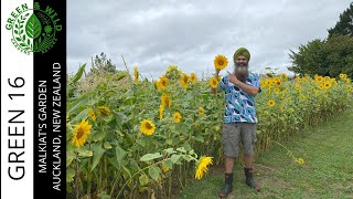 Malkiat’s Organic Farm: Fresh Veggies, Free-Range Chickens & Water Buffalos!