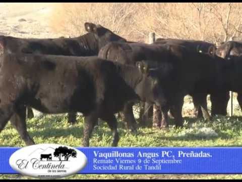 CABAÑA EL CENTINELA - TOROS Y VAQUILLONAS  A VENTA 09-09-16