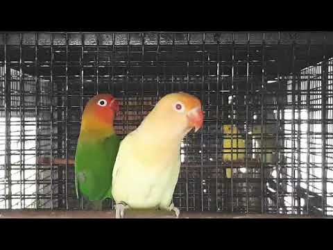 Green fisher/opaline/ino/B2 Creamino