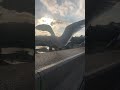 Seagulls In Rome Seagull Rome Italy Christmasday2018
