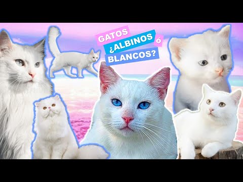 TODO lo que tienes que saber acerca de los GATOS BLANCOS! 😽🐾