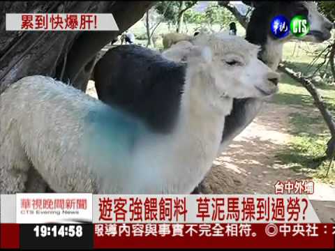 人氣紅不讓! 草泥馬操到過勞?