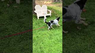 Video preview image #1 Mutt Puppy For Sale in Garden City, NY, USA