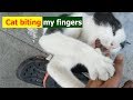 Tuxedo Cat Unbelievable Happy Biting My Fingers After Eating Food