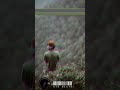 Short Whatsapp Status Sinhala Song Love Sinhala Song Alone Status Old Sinhala Song Status