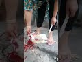 Beautiful Woman Slaughtering A Chicken