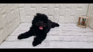 トイプードルの動画02