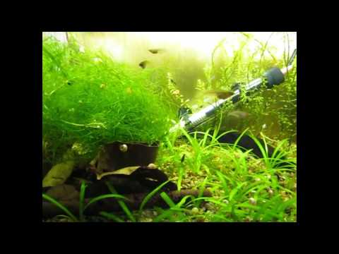 Breeding and Raising Daisy's Ricefish