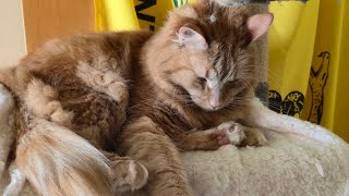 Saturday Afternoon Treats