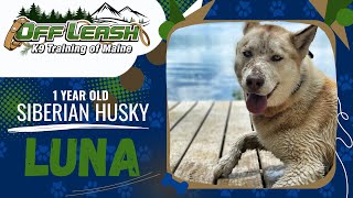 Download Lagu LUNA | 1 Year Old Siberian Husky | Best Maine Dog Training | Off Leash K9 Training of Maine Thumbnail