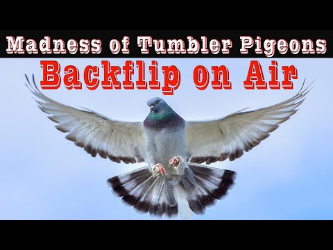 , title : 'Amazing Gymnast Tumbler Pigeons Backflips & Spin Performance In Flight'