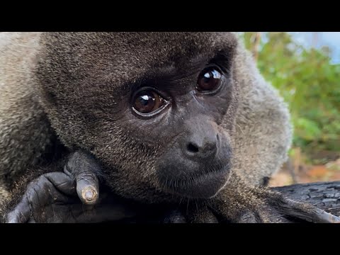 Amazon Tupana Lodge - Um hotel na selva amazônica