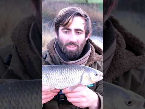 End of Season Chub on Cheese Paste #chub #fishing #tightlines #riverfishing #angling