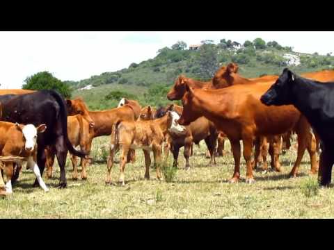 Orlando Calvette, Establecimiento "El Ceibo", Mataojo , Maldonado.