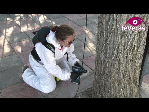 Almagro ataja de ra�z la plaga de galeruca