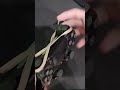How To Make Custom Trigger Stops For FREE Shorts