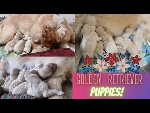 Adorable Golden Retriever Babies(Cutest Ever!!) | Funniest Golden Retriever Puppies Fight video 😍