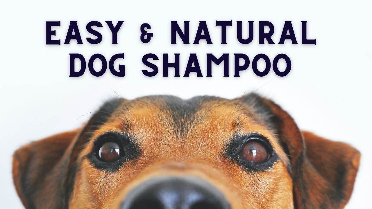 Easy DIY Dog Shampoo | Inexpensive, Cleans, Flea Repelling - #shorts